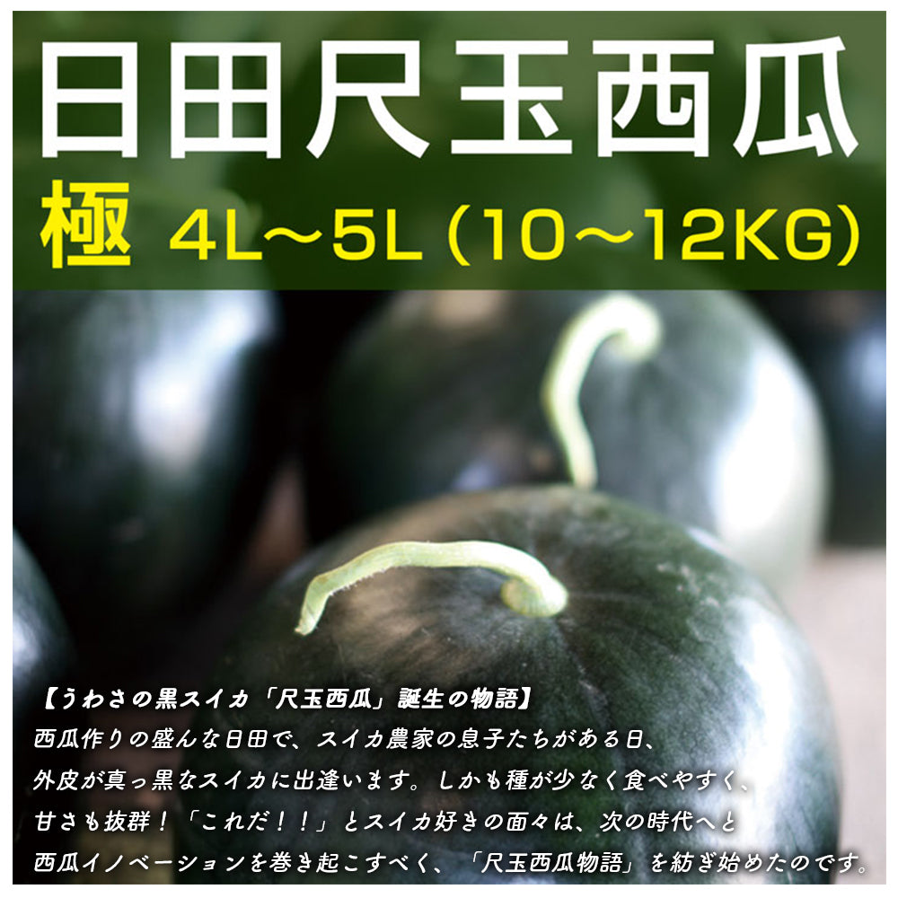 日田尺玉西瓜 うわさの黒スイカ 特大玉 極 4L~5L(約10~12kg)